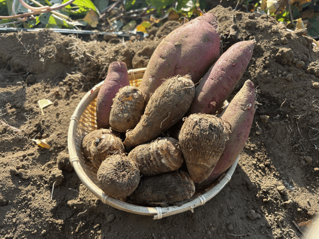 さといも、さつまいもが販売開始!